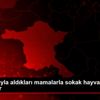 Harçlıklarıyla aldıkları mamalarla sokak hayvanlarını ...