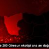 Üreticilere 200 Giresun ekotipi ana arı dağıtıldı Üreticilere 200 Giresun ekotipi ana arı dağıtıldı