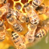 Kansere karşı arı zehri önerisi