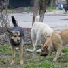 Oxford profesörünü köpekler yiyerek öldürdü