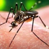 Hamilelere Zika virüsü uyarısı