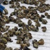 Tereyağıyla hazırladığı milyonlarca salyangozu dünyaya satıyorlar Tereyağıyla hazırladığı milyonlarca salyangozu dünyaya satıyorlar