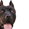 Barınak basıp pitbull’ları çaldılar Barınak basıp pitbull’ları çaldılar