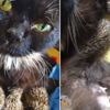 Kedi Muska, 8 kirpinin hayatını böyle kurtardı Kedi Muska, 8 kirpinin hayatını böyle kurtardı