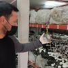 Üniversiteyi bitirip köyüne döndü: Ürettiği mantarlar kapış kapış satılıyor Üniversiteyi bitirip köyüne döndü: Ürettiği mantarlar kapış kapış satılıyor