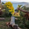 Bodrum'da 'manzara' için ağaç katliamı Bodrum'da 'manzara' için ağaç katliamı