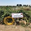 Dicle Nehri kenarında 122 bin 789 kök Hint keneviri ele geçirildi