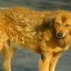 'Köpekler açlıktan birbirini yedi' 'Köpekler açlıktan birbirini yedi'