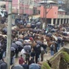 Katırlar için ilçe ayağa kalktı Katırlar için ilçe ayağa kalktı