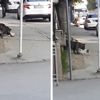Bursa'da pitbull dehşet saçtı
