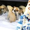 Derin Mermerci köpek yavrularına sahip çıktı