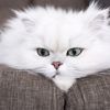 Dünya Kedi günü nedir Dünya Kedi günü nedir