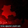 Hadim de kiraz ağaçları çiçek açtı Hadim de kiraz ağaçları çiçek açtı