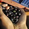 (Özel) Zeytin yağında doğru bildiğimiz yanlışlar (Özel) Zeytin yağında doğru bildiğimiz yanlışlar