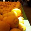 Limon bahçede 1, tezgahta 10 TL Limon bahçede 1, tezgahta 10 TL