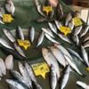 Balık fiyatları belli oldu Balık fiyatları belli oldu
