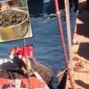 Zehirli midye çıkarıp halka yediriyorlar Zehirli midye çıkarıp halka yediriyorlar