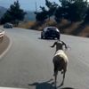 Kaçan kurbanlık koç, karayolunda 4 kilometre koştu