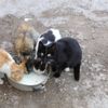 Kedi virüs bulaştırır mı? Açıklama geldi Kedi virüs bulaştırır mı? Açıklama geldi