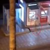 Alkollü turist, önce ATM yi sonra sokak köpeğini tekmeledi Alkollü turist, önce ATM yi sonra sokak köpeğini tekmeledi