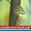 Vampir kelebekler İstanbul'u istila etti