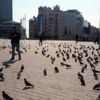 Taksim Meydanı güvercinlere kaldı Taksim Meydanı güvercinlere kaldı