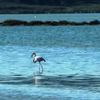 Flamingolar Bodrum'a çok erken geldi Flamingolar Bodrum'a çok erken geldi