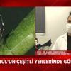 İstanbul'da "asya kaplanı" paniği! Bu sivrisinek türü hangi ilçelerde görüldü? Sağlık için riskli mi? İstanbul'da "asya kaplanı" paniği! Bu sivrisinek türü hangi ilçelerde görüldü? Sağlık için riskli mi?