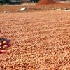 Türkiye fındık ihracatında tüm zamanların rekorunu kırdı! Türkiye fındık ihracatında tüm zamanların rekorunu kırdı!
