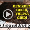 Bebek'te domuz paniği! Yalının bahçesine girdi...