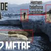 12 metre uzunluğundaki ölü balina yavrusu kıyıya vurdu! İskeleti deniz müzesinde sergilenecek