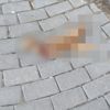 Sokakta kafası kesilmiş kedi bulundu Sokakta kafası kesilmiş kedi bulundu