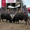 180 boğa güreş tuttu 180 boğa güreş tuttu
