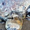 Caretta caretta'ya 3 kurşun Caretta caretta'ya 3 kurşun