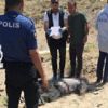 Boş arazide bu halde bulundu Boş arazide bu halde bulundu