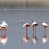 Flamingo yavrularının Tuz Gölü üzerindeki yürüyüşü başladı Flamingo yavrularının Tuz Gölü üzerindeki yürüyüşü başladı