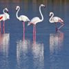 Flamingolara özel koruma