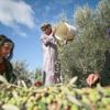 Gazze'de zeytin hasadı başladı Gazze'de zeytin hasadı başladı