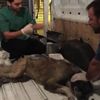 Çuval içinde bulunan köpek kurtarıldı Çuval içinde bulunan köpek kurtarıldı