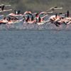 Flamingolar Türkiye’yi sevdi