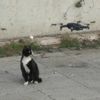 Drone gören masum kedi Drone gören masum kedi
