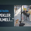 "İnsan yiyen köpekler itlaf edilmeli"