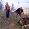 Ayılar için ‘domuzlu’ foto kapan