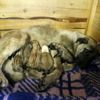 Sokakta doğum yapan köpeğe sahip çıktılar Sokakta doğum yapan köpeğe sahip çıktılar