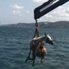 Sarıyer'de bir kişi atla birlikte denize düştü Sarıyer'de bir kişi atla birlikte denize düştü