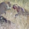 Afrika’da leoparların düellosu