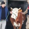 Kardaki toynak izleri hırsızlık zanlısını yakalattı Kardaki toynak izleri hırsızlık zanlısını yakalattı