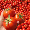 Hindistan'da 'Devlet Domates Bankası' kuruldu