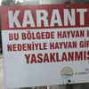 Gölcük'te şarbon karantinası Gölcük'te şarbon karantinası