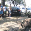 Domuzlu piknik Domuzlu piknik
